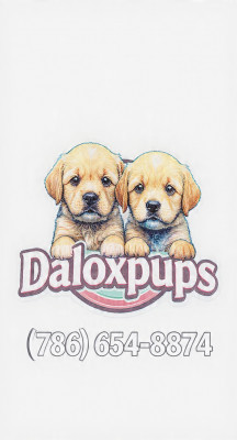 Daloxpups  - Dog Breeder in Detroit, Michigan 